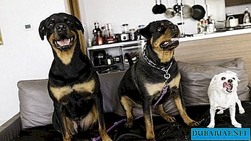 BAE'deki savaşçı köpek sahipleri "merhamet" istiyor