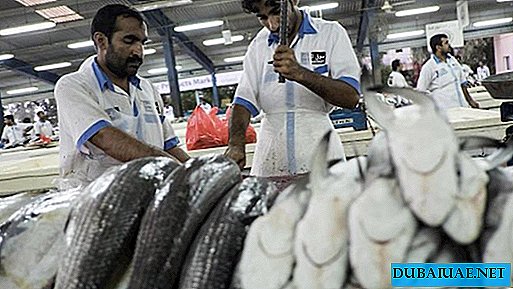 As autoridades dos Emirados Árabes Unidos estão preocupadas com a captura ilegal de tubarões nas águas do país