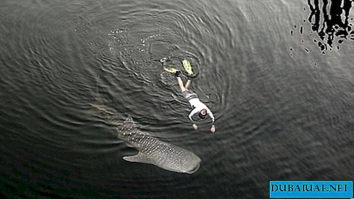 ダイバーがドバイ湾で泳ぐサメを救う