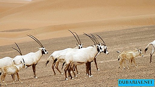 Arabian Oryx Preserve | Meraviglie naturali degli Emirati Arabi Uniti