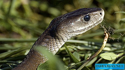 UAE-invånare hittar en av de dödligaste ormarna i världen nära sitt hem