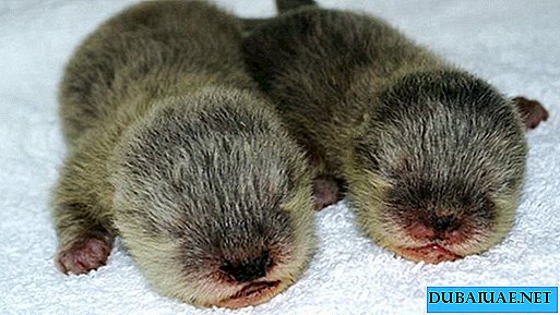 Moradores do Dubai devem nomear duas lontras recém-nascidas