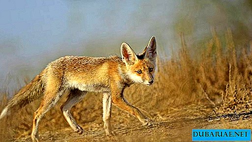 A dubai lakosok panaszkodnak a sivatagi róka dominanciájáról